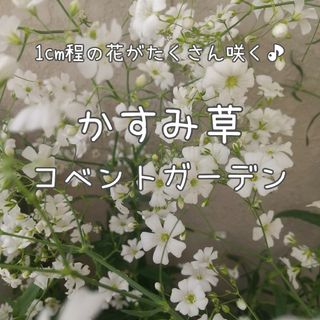 【かすみ草のタネ】100粒 種子 種 コベントガーデン 花 切り花にも(その他)