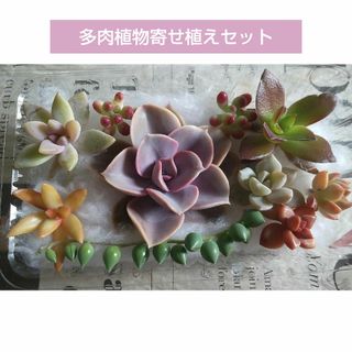 くみ様専用　多肉植物　寄せ植えセット　カット苗(その他)