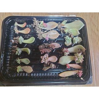 多肉植物   葉挿し   10種類各2個ずつ(その他)