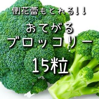 【ブロッコリーのタネ】15粒 種子 種 野菜 家庭菜園(その他)