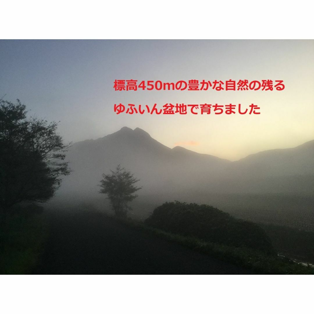 2023年産「ゆふいんのめぐみ」ヒノヒカリ分白米5kg 食品/飲料/酒の食品(米/穀物)の商品写真