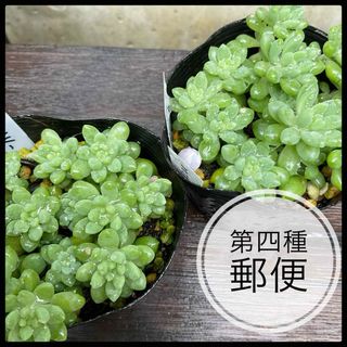 多肉植物　セダム　ピンクベリー　カット苗　5カット(その他)