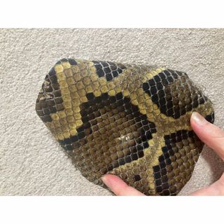 蛇革🐍ニシキヘビの皮　三線(三線)