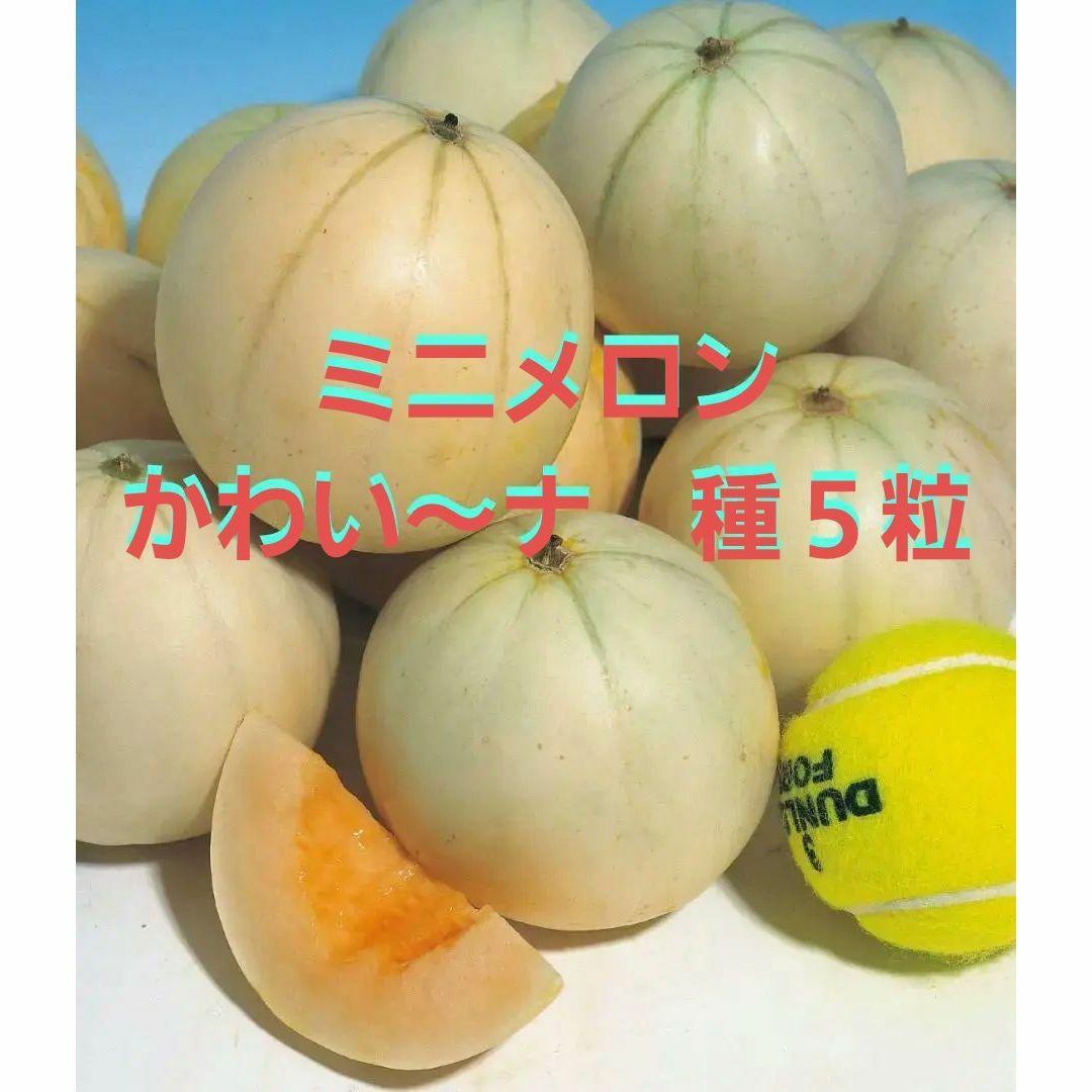 ＜野菜の種＞５粒　ミニメロン　かわい～ナ　かわいーな　手のひらサイズ ハンドメイドのフラワー/ガーデン(プランター)の商品写真