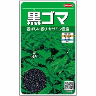 ＜野菜の種＞約2500粒　黒ゴマ　セサミン豊富　ごまのたね　胡麻(プランター)