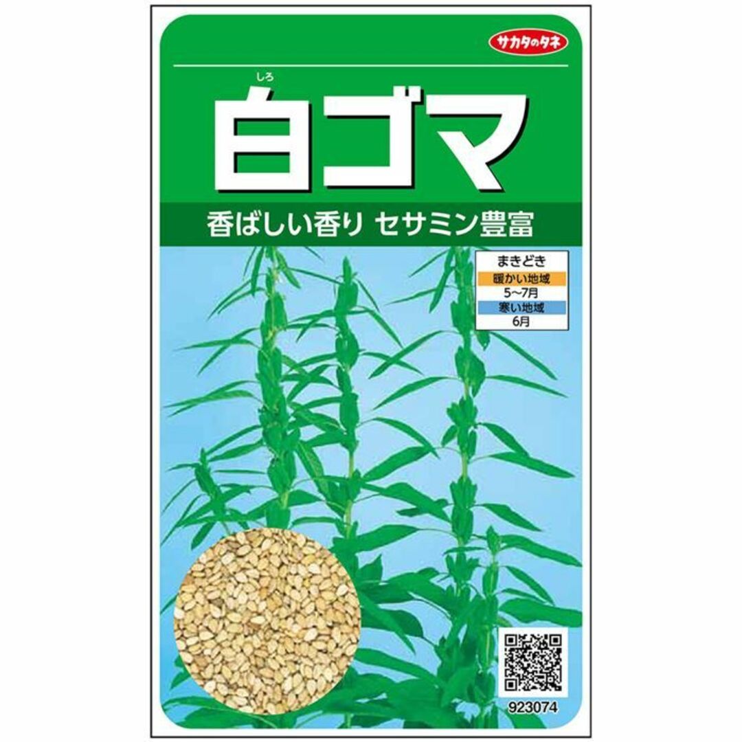 ＜野菜の種＞約2250粒　白ゴマ　セサミン豊富　ごまのたね　 胡麻 ハンドメイドのフラワー/ガーデン(プランター)の商品写真