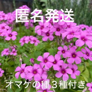 オキザリス（イモカタバミ）桃、白は少し(その他)