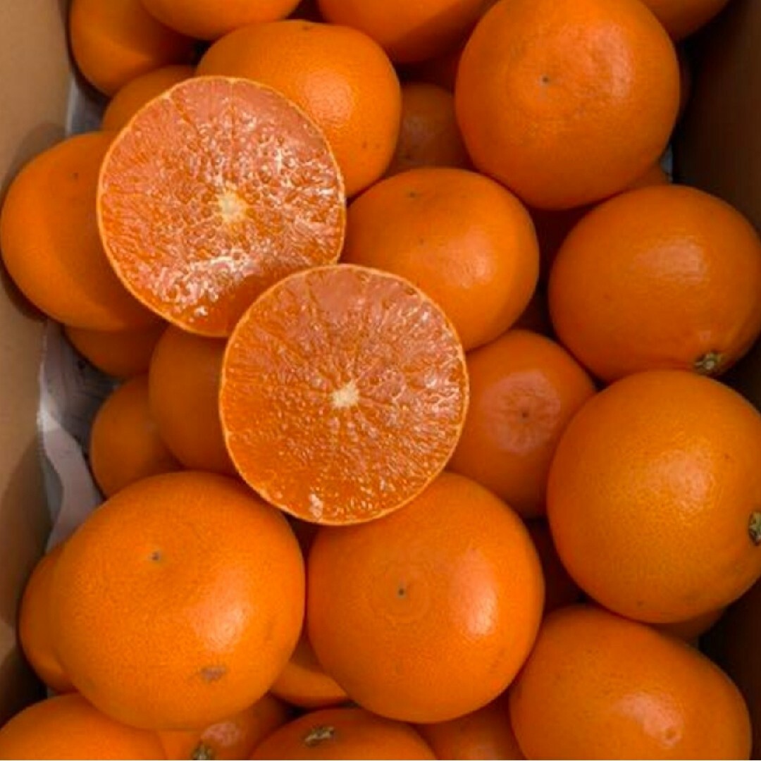 愛媛県産　せとか　少し訳あり　3㎏　柑橘　みかん　ミカン 食品/飲料/酒の食品(フルーツ)の商品写真