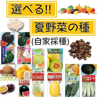 【即日発送】選べる！夏野菜の種 5種類セット  専業農家 自家採種のタネ(その他)