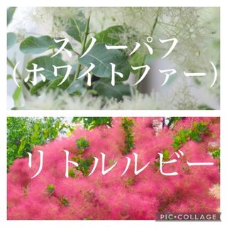 thyme&sage様専用　スノーパフ　リトルルビー ラクマパック (その他)