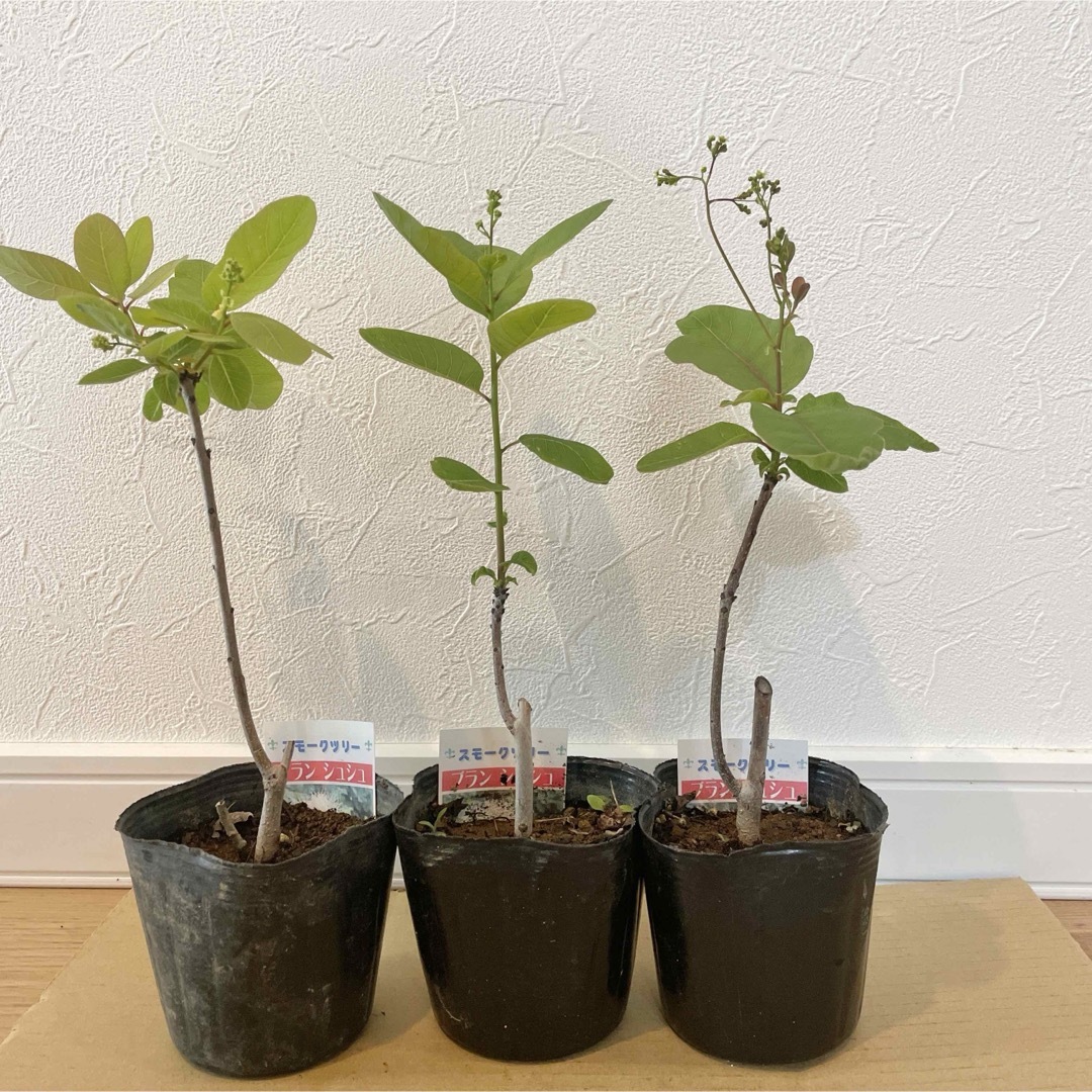 スモークツリー 苗 ブランシュシュ 苗木 雌株 ドライフラワー 森
