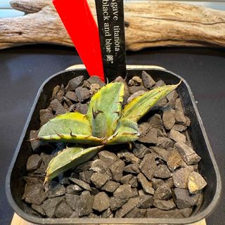 Agave チタノタ　ブラックダイヤモンド(その他)