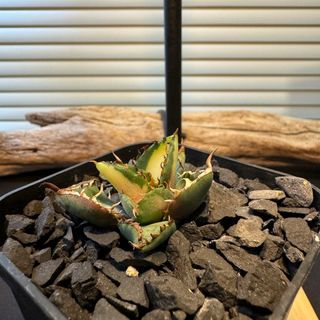 Agave titanota 白鯨　斑入り(その他)