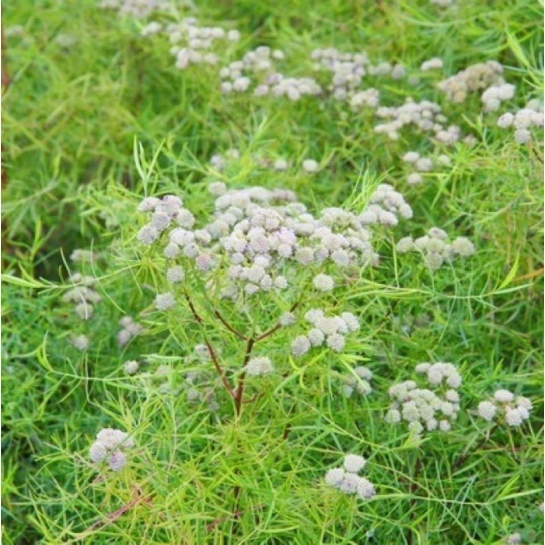 【ハーブの種】マウンテンミント 種子 200粒以上！宿根草 切花 ドライフラワー ハンドメイドのフラワー/ガーデン(プランター)の商品写真