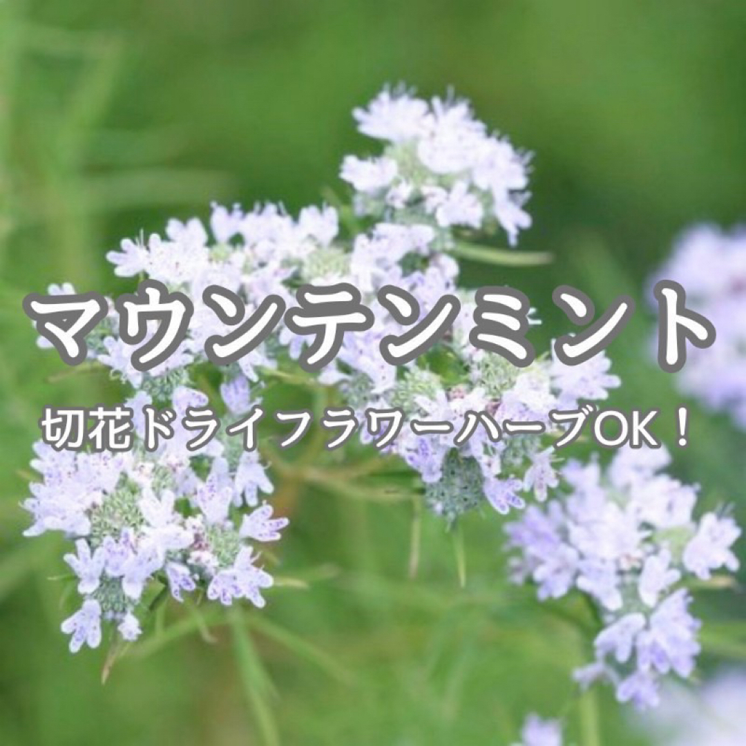 【ハーブの種】マウンテンミント 種子 200粒以上！宿根草 切花 ドライフラワー ハンドメイドのフラワー/ガーデン(プランター)の商品写真