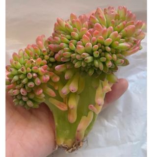 春萌綴化　大苗　エケベリア　多肉植物(その他)