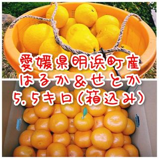 【愛媛県明浜町産】はるか せとか セット 5.5キロ(箱込み)(フルーツ)