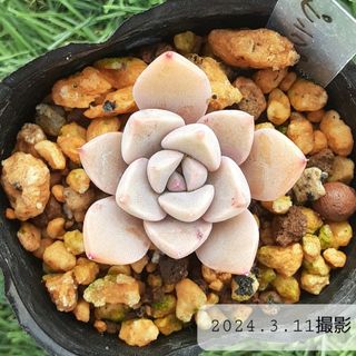 多肉植物　ピンクプリティ　根付き苗　3cm前後の大きさ(その他)