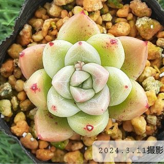 多肉植物 レッド石英　(レッドソクヨン) 根付き苗　4cm前後大きさ　エケベリア(その他)