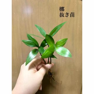 ナギの木　梛　観葉植物　抜き苗(ドライフラワー)