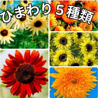 《珍しい品種》花の種 ひまわり 種⚠️袋分けしてます❁⃘*.゜  5種類 向日葵(その他)