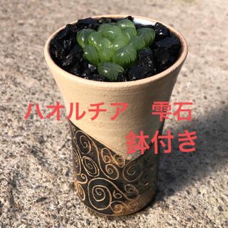 ハオルチアオブツーサ 雫石　鉢付き(その他)