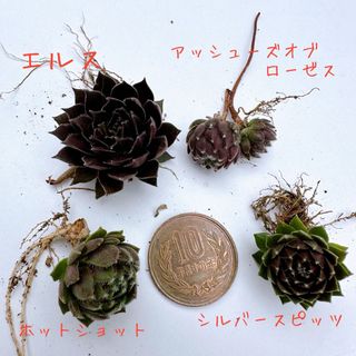 多肉植物　センペルビウム♡ プチ詰め合わせセット②(その他)