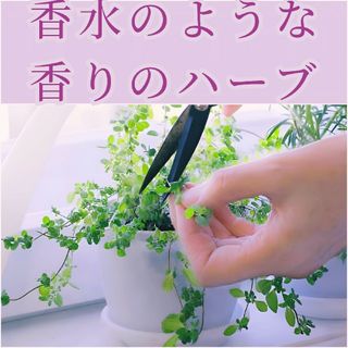 ♪香水のような香りのハーブ♪スイートマジョラム 60粒 多年草(その他)