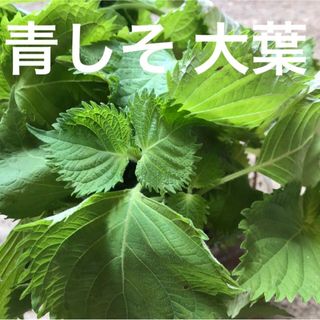 青紫蘇　青じそ　青しそ　大葉　種　(野菜)