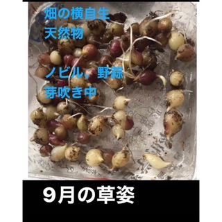 岐阜産  無農薬、畑の横自生、ノビル野蒜♪薬用可♪苗用可♪食用可12本+〆(野菜)