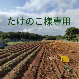 たけのこ様　徳之島産　じゃがいも(野菜)