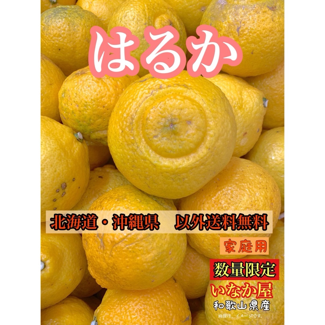 はるか　早い者勝ち‼️数量限定　1点　柑橘　みかん 食品/飲料/酒の食品(フルーツ)の商品写真