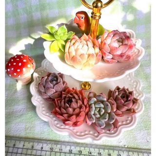 多肉植物 ビヨンテ ポセイドン＆札落ちだけど可愛い子達セット♡♡⑥(その他)