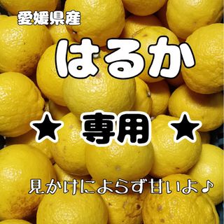 ☆Mizukichan 様☆専用 柑橘 はるか 20キロ (10キロ箱✕２箱)(フルーツ)