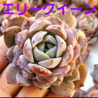 エリークイーン♡カット苗 1つ 多肉植物(その他)