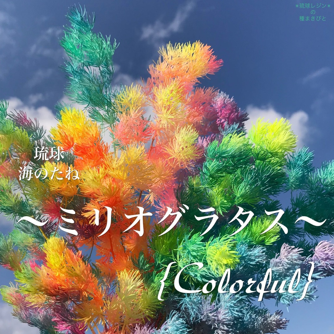 琉球*海花のたね　カラフル ミリオクラダス ハンドメイドのフラワー/ガーデン(プリザーブドフラワー)の商品写真