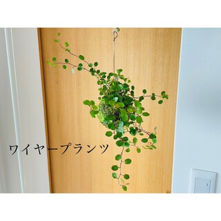 ワイヤープランツの苔玉　観葉植物(その他)