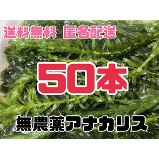 お得無農薬アナカリス20cm以上50本 水草産卵床オオカナダモ万能エビ金魚メダカ(アクアリウム)