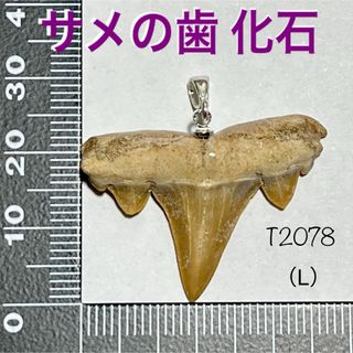 サメの歯 化石 ペンダントトップ （L）(ネックレス)