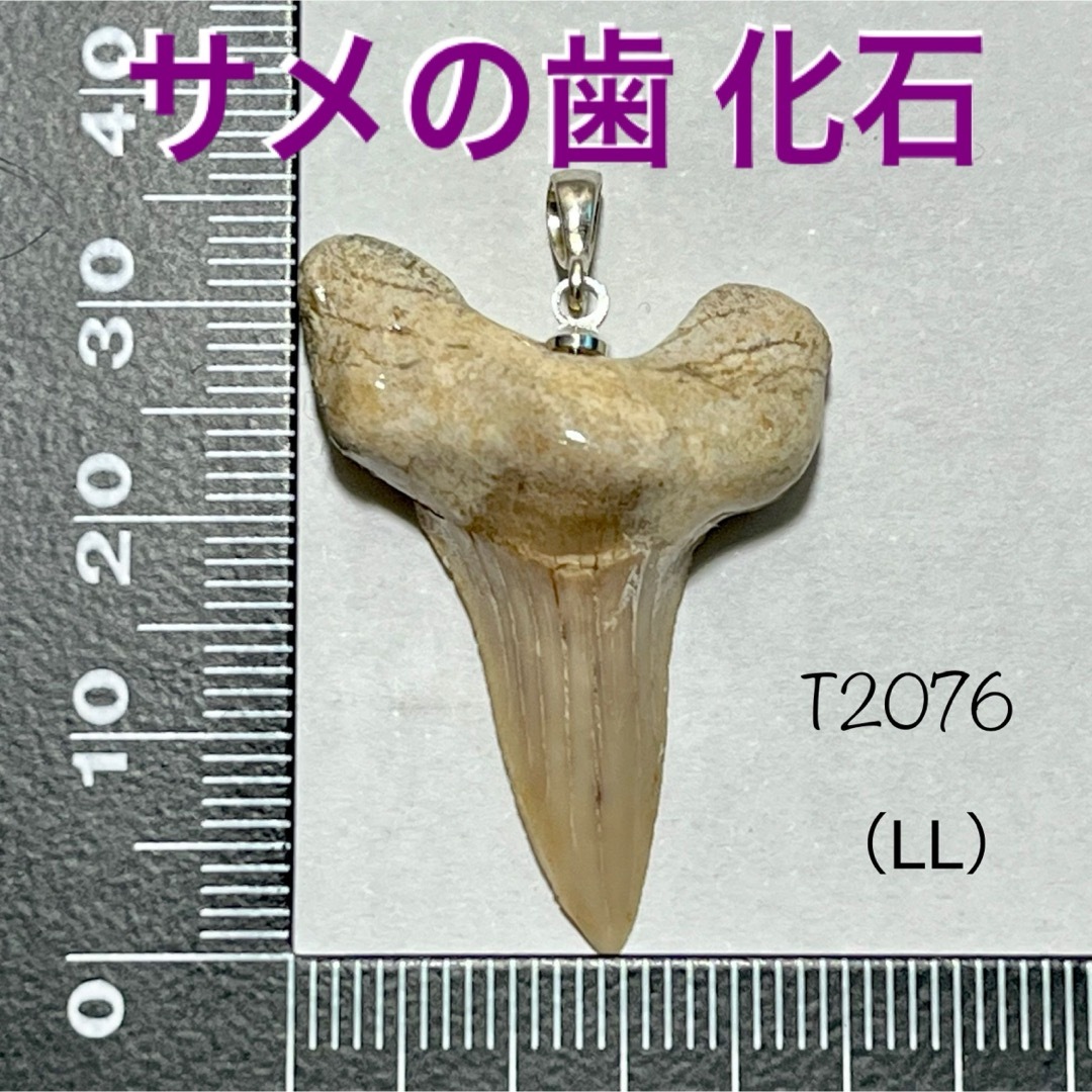 サメの歯 化石 ペンダントトップ （LL） メンズのアクセサリー(ネックレス)の商品写真