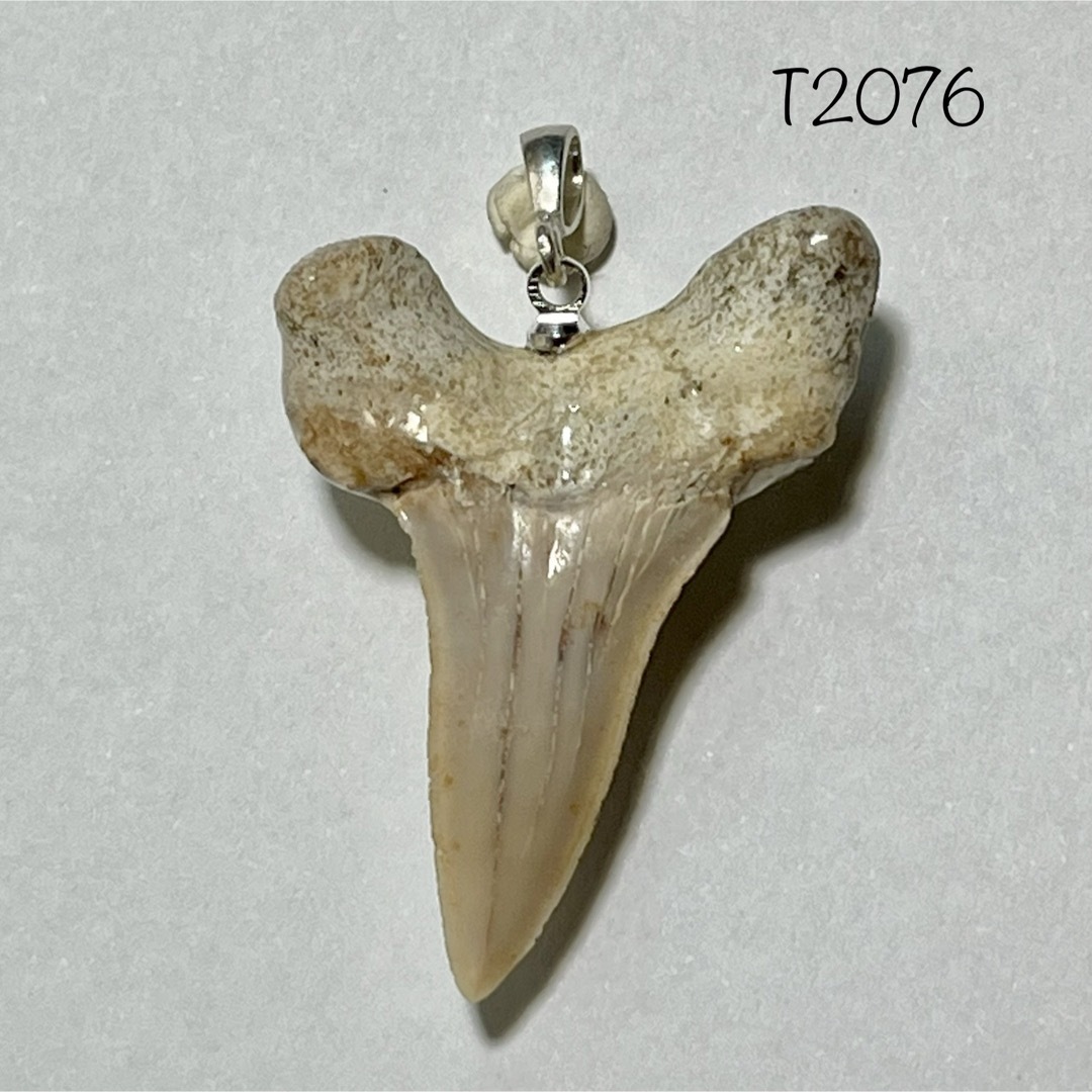 サメの歯 化石 ペンダントトップ （LL） メンズのアクセサリー(ネックレス)の商品写真
