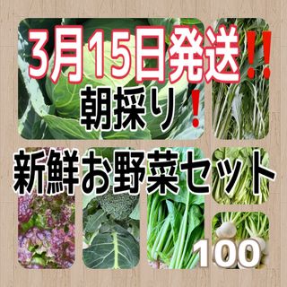 3月15日発送‼️新鮮お野菜セット‼️(野菜)