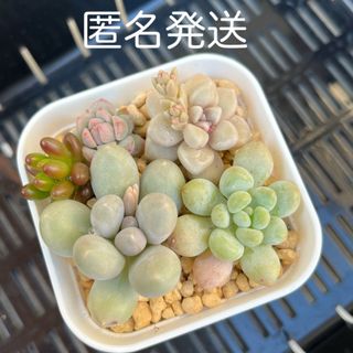 多肉植物　ロココ　オレンジスノーボール　だるま姫秀麗　プロリフィカ　虹の玉　(その他)