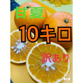 10キロ　甘夏みかん　訳あり(フルーツ)