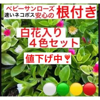 ④a安心の根付き☆白花入り☆ベビーサンローズ☆４色セットよく増える⛳️初心者向き(プランター)