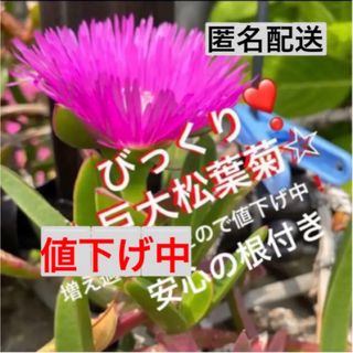 15B1☆ズボラな園芸☆巨大☆松葉菊☆安心の根付き☆マツバギク☆(プランター)