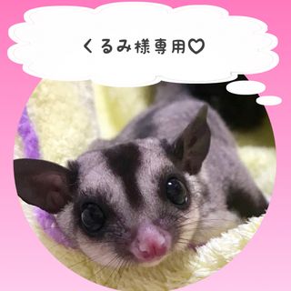 くるみ様専用です。(小動物)