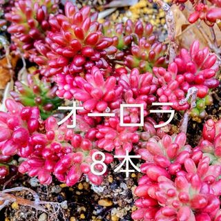 多肉植物  紅葉中の《 オーロラ 》カット苗(その他)