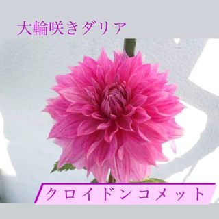 春植え球根　巨大輪咲き ダリア クロイドンコメット 芽出し球根 1球根(その他)