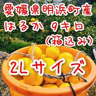 【愛媛県明浜町産】はるか 2Lサイズ 9キロ(箱込み)(フルーツ)